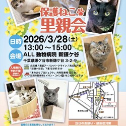 鎌ケ谷開催！保護ねこ里親会