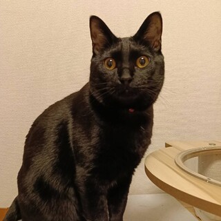 ポク：食いしん坊！ビッグボディだけど優しい甘えん坊