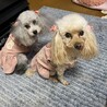 ヒコロヒ