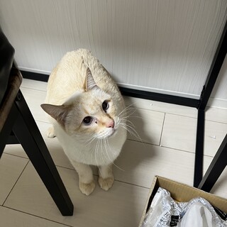 マリン：ベージュのシャム系　食いしん坊な男の子