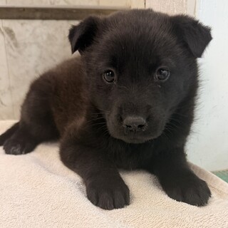 生後1ヶ月のとても幼い子犬「黒メス」