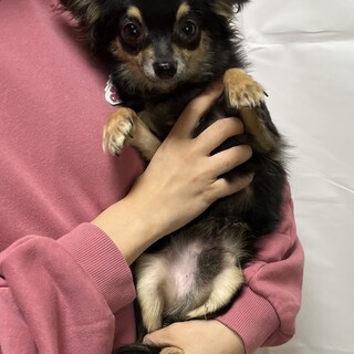 9ヶ月のチワワの男の子♪ 