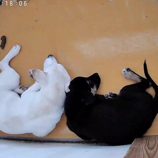 助けてくださいお願いします