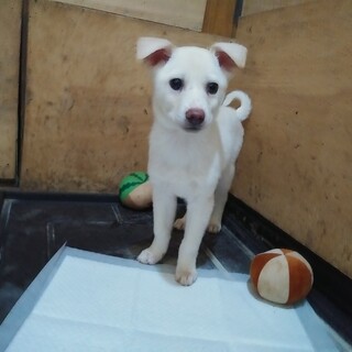 保健所救出犬！里親様緊急募集！！