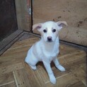 保健所救出犬！里親様緊急募集！！