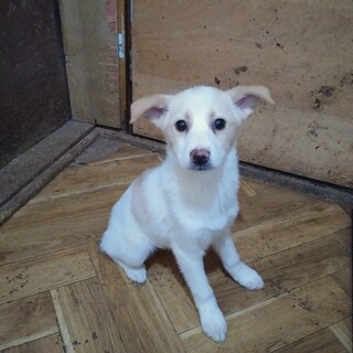 保健所救出犬！里親様緊急募集！！