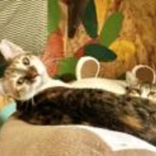 白サバ君と三毛♀七カ月兄妹一匹でも可