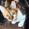 白サバ君と三毛♀七カ月兄妹一匹でも可 サムネイル2
