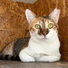 白サバ君と三毛♀七カ月兄妹一匹でも可 サムネイル5