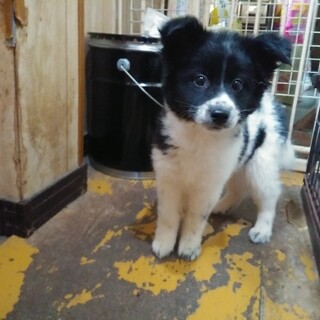 保健所救出犬！里親様緊急募集！！