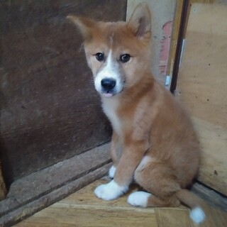 保健所救出犬！里親様緊急募集！！