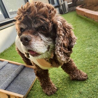 チョコレート色ののんびりアメコカ女子