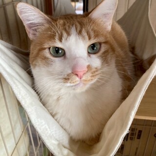 薄緑色の瞳が綺麗なもみじちゃん