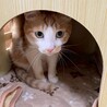 薄緑色の瞳が綺麗なもみじちゃん サムネイル2