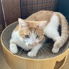 薄緑色の瞳が綺麗なもみじちゃん サムネイル4