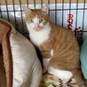 薄緑色の瞳が綺麗なもみじちゃん サムネイル5