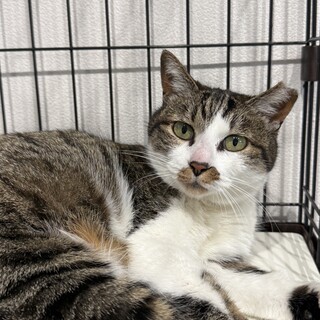 かまってちゃんのキジシロ女子