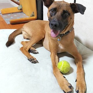 遊ぶの大好き元気な男の子グン