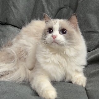 ✨ツンデレちゃんです✨