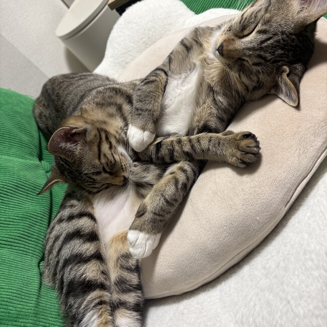 sosoramu1129のカバー写真