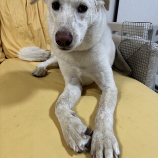 甘えん坊の10ヶ月のラブMIX女の子