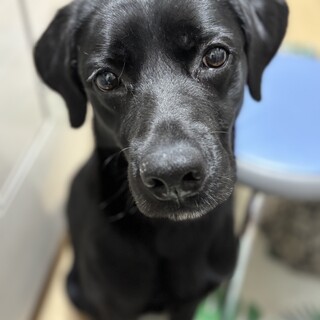 (一時停止)ラブラドールの里親さん募集