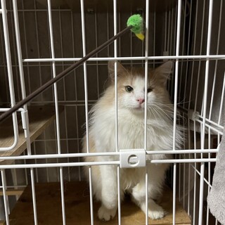 ノルウェージャンフォレストキャット男の子