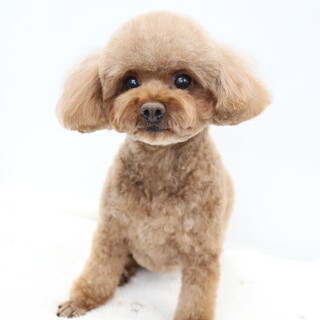 トイプードル(2歳)女の子トライアル中