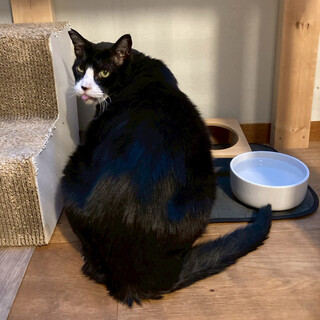 優しい性格のイケメン♪ノラクロくん