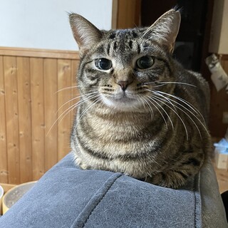 遊ぶの大好き❣猫大好き♡やわらちゃん