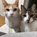 甘えた君と照れや君の兄妹です。