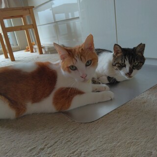 仲良しな兄弟くん