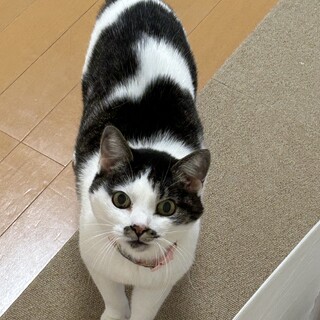 僕、お利口さんです。