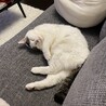 ( ˘ω˘)ｽﾔｧ