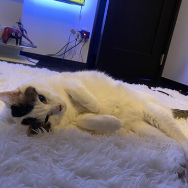 日曜から夜ふかし