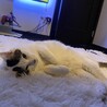 日曜から夜ふかし