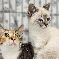 犬と猫と人のマルシェ サムネイル2