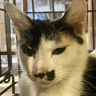 【三毛猫ちゃんの里親募集中】