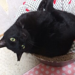 「譲渡会に行きます。」サムネイル2