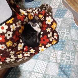 「譲渡会に行きます。」サムネイル3