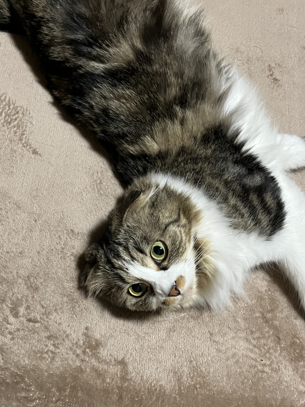 マーブルチョコ色のスコティッシュミックス サムネイル7