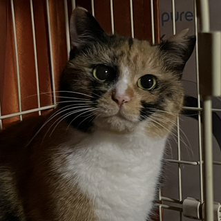 まんまる顔のベニちゃん