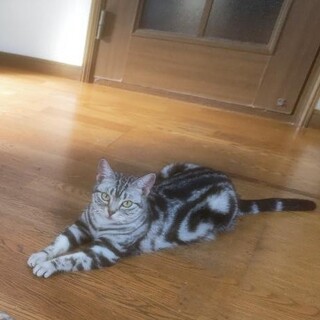 アメリカンショートヘア９歳♀