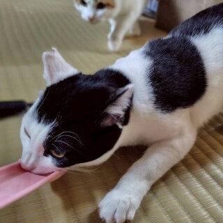 ちゅーる命！元気な甘えん坊ボーイ去勢済み