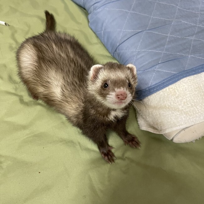 タランドゥスのカバー写真