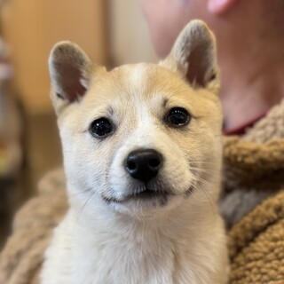 推定3ヶ月の女の子ティッピ