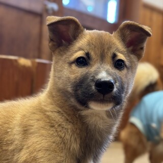 推定2.5ヶ月兄弟②アンジー