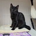 クロミちゃんは猫じゃらしが大好き、元気な女の子