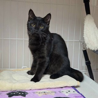 クロミちゃんは猫じゃらしが大好き、元気な女の子