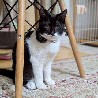 ふわっふわの撫で心地